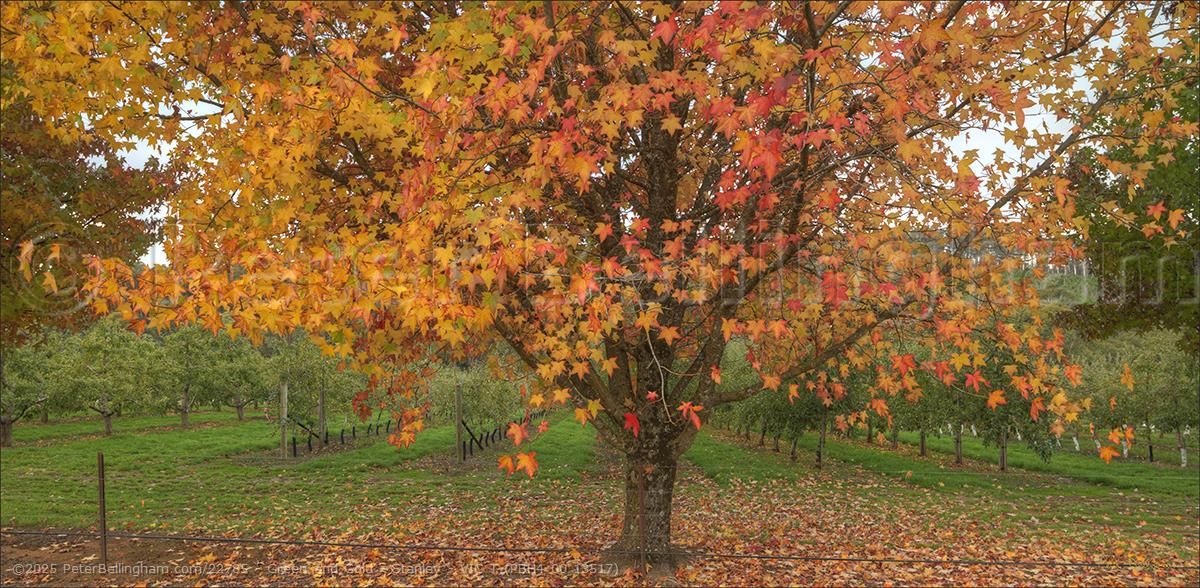 Peter Bellingham Photography Green and Gold - Stanley - VIC T (PBH4 00 13517)